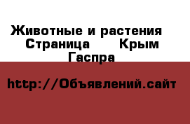  Животные и растения - Страница 15 . Крым,Гаспра